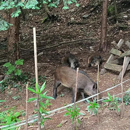 Beautiful Small With Maggiore View Appartement *