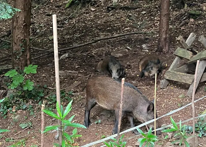 Beautiful Small With Maggiore View Apartment *